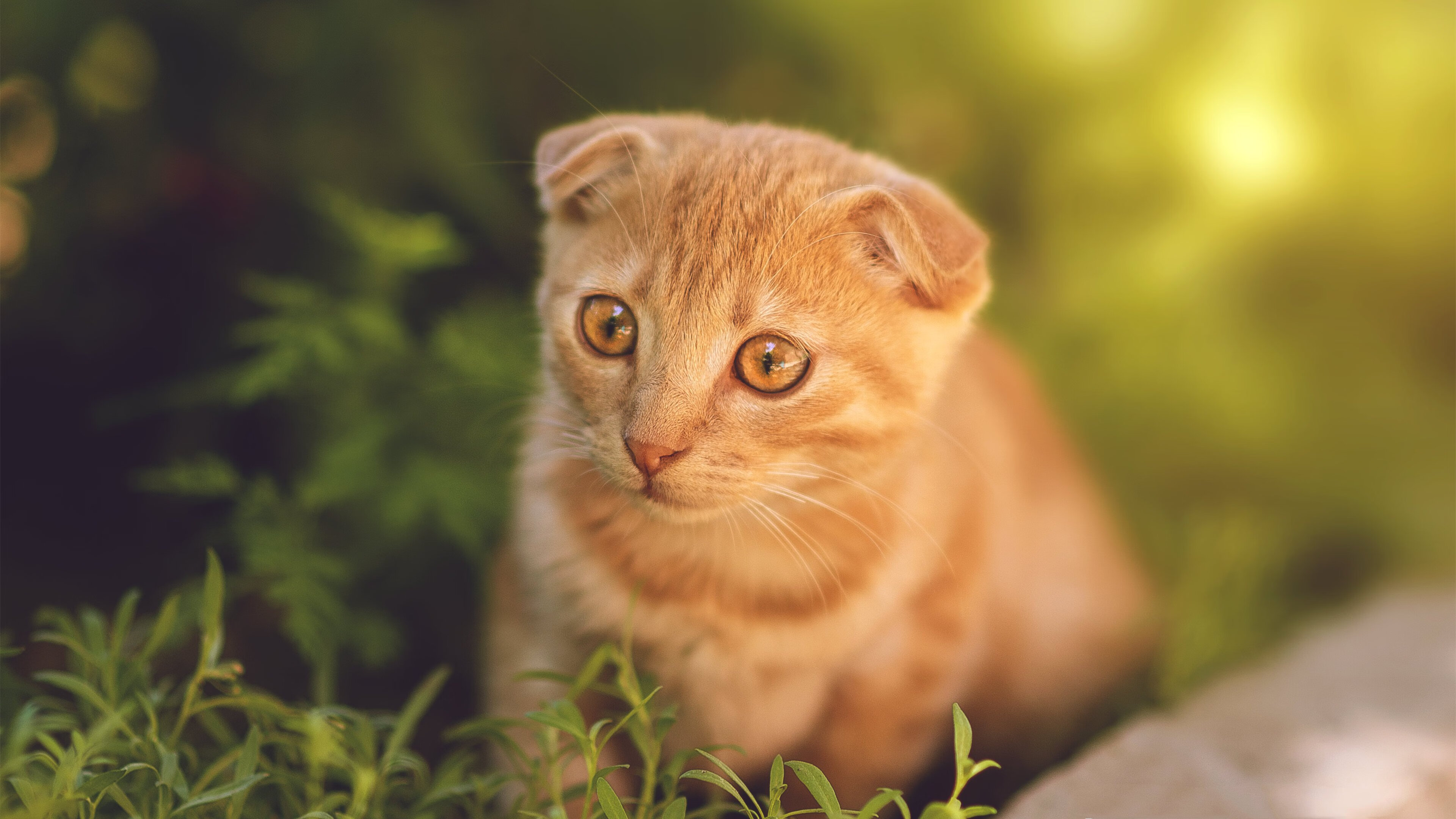 运动表现评估平台数据标准化路径研究，运动表现分析的应用及设想