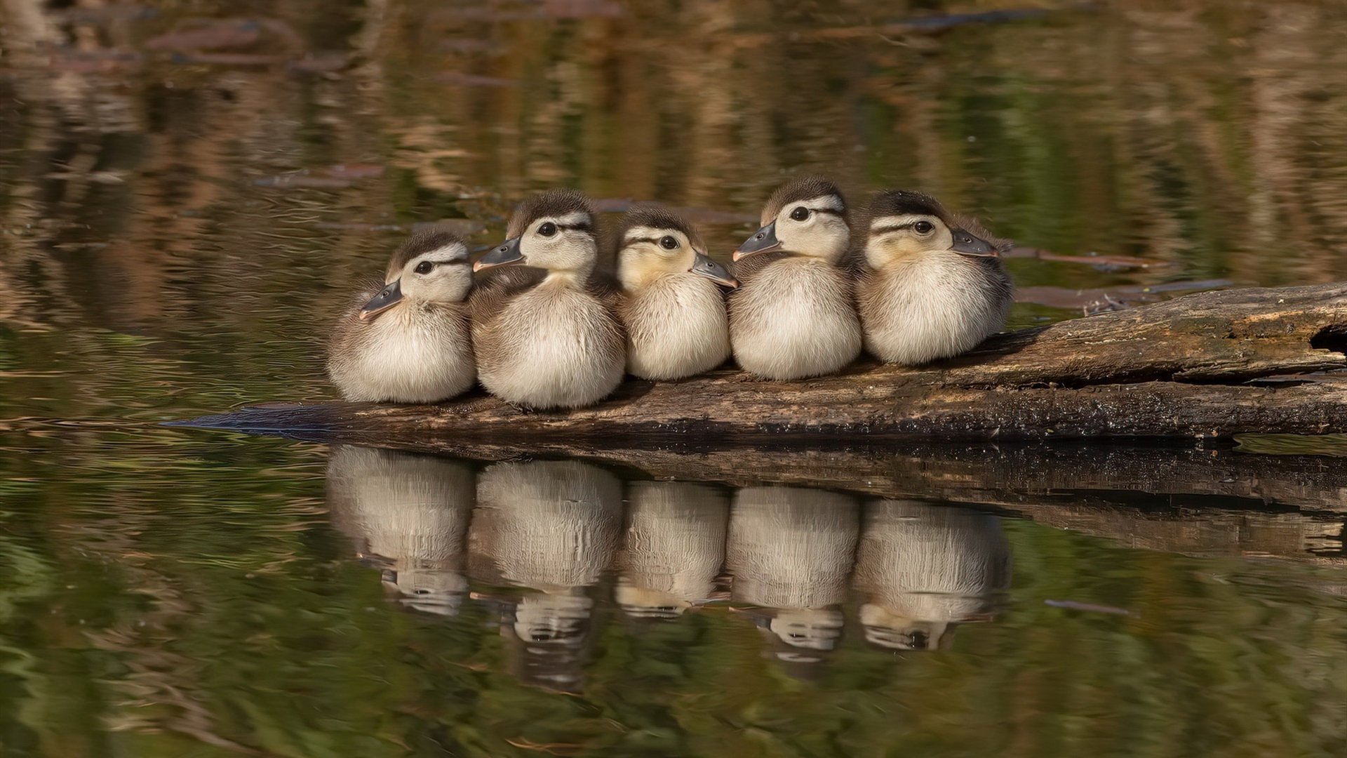 爱游戏娱乐-Chinese Taipei战术剖析：每一球背后的战略布局，chinese of taipei