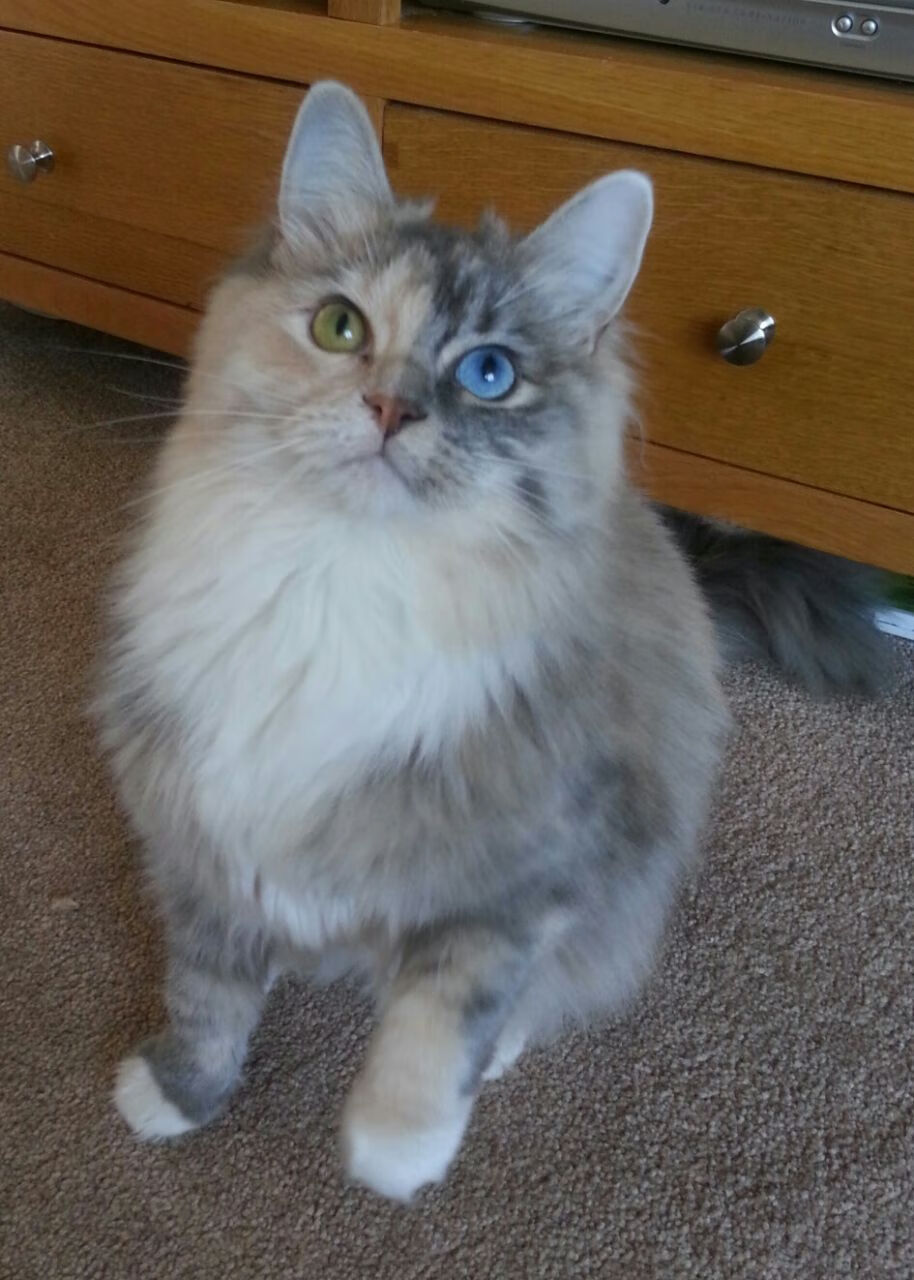 五大联赛年轻后场组合是否能成为创意源泉,五大联赛最年轻球员