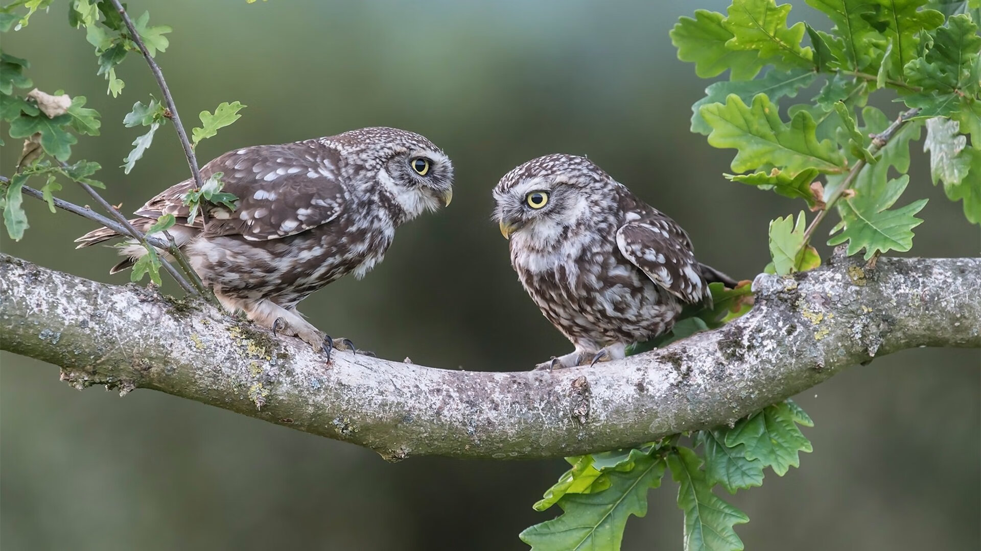 爱游戏中国官方网站平台-主播与战队联动推广电竞文化影响力不断扩大，电竞主播合作