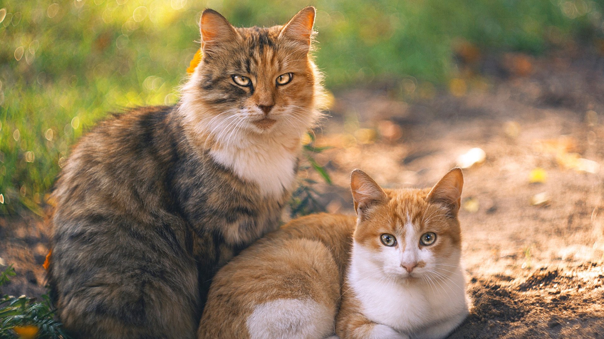 新兴乒乓球技术引发全球选手关注,乒乓球新玩法图片