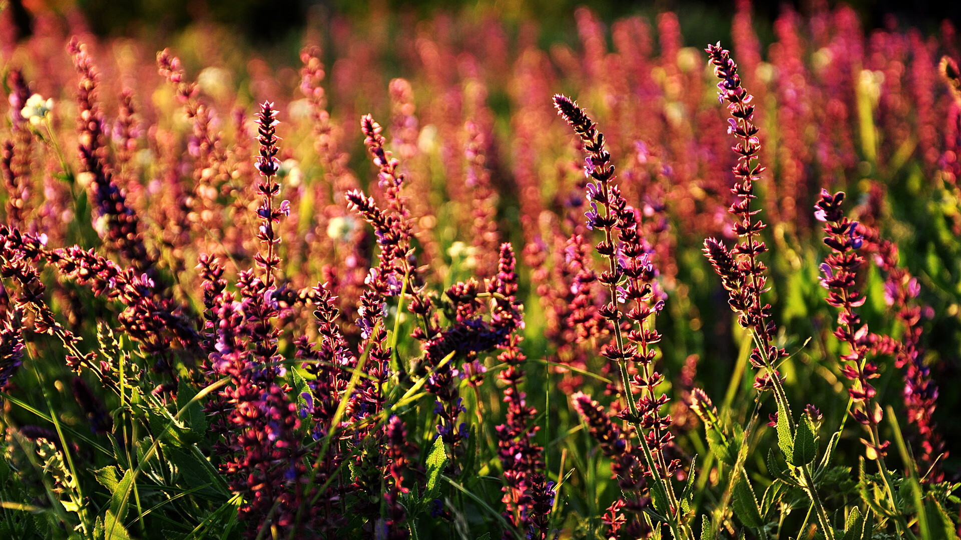 爱游戏中国官方网站平台-“尼古拉斯·桑特基的快速反应与精准控制，带领阿根廷美洲狮队走向未来”