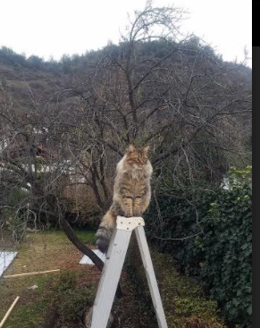 爱游戏官方网站-体育新闻中心球迷声音集锦，球迷轶事