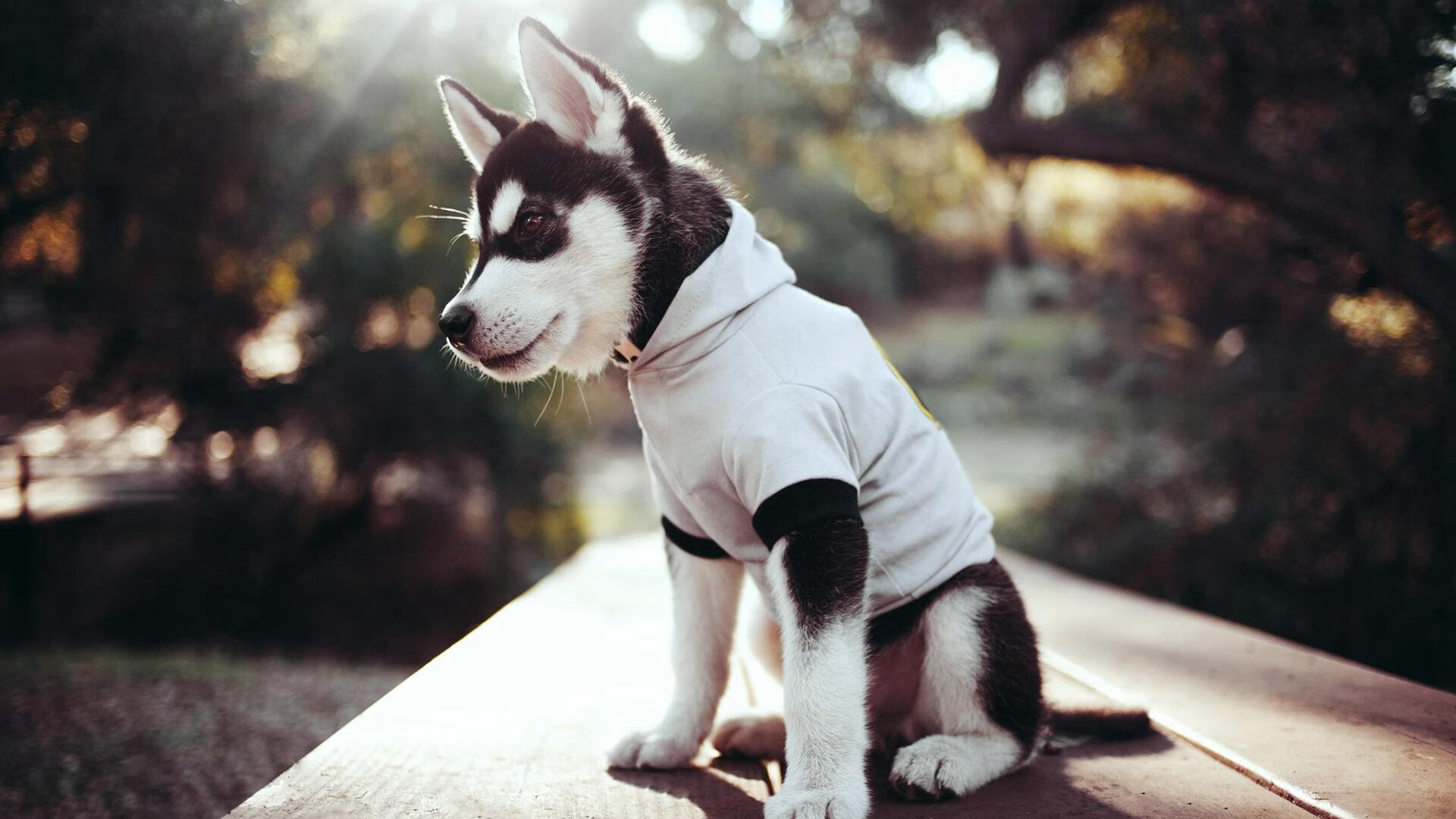 国家乒协发文鼓励退役运动员转型参与教练培养，国家队乒乓运动员退役收入