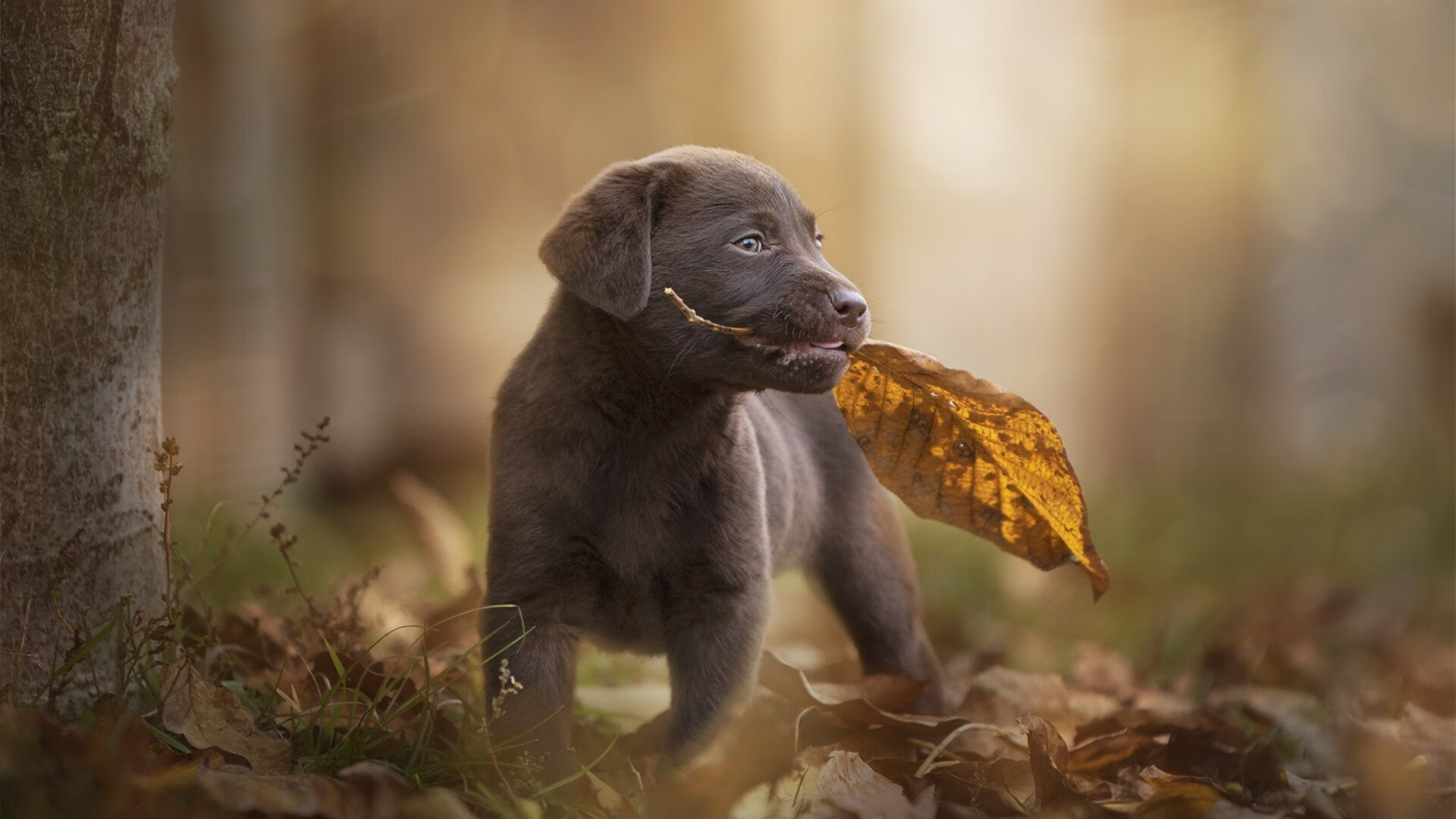 女子排球联赛精彩对决 团队协作成关键，女子排球超级联赛