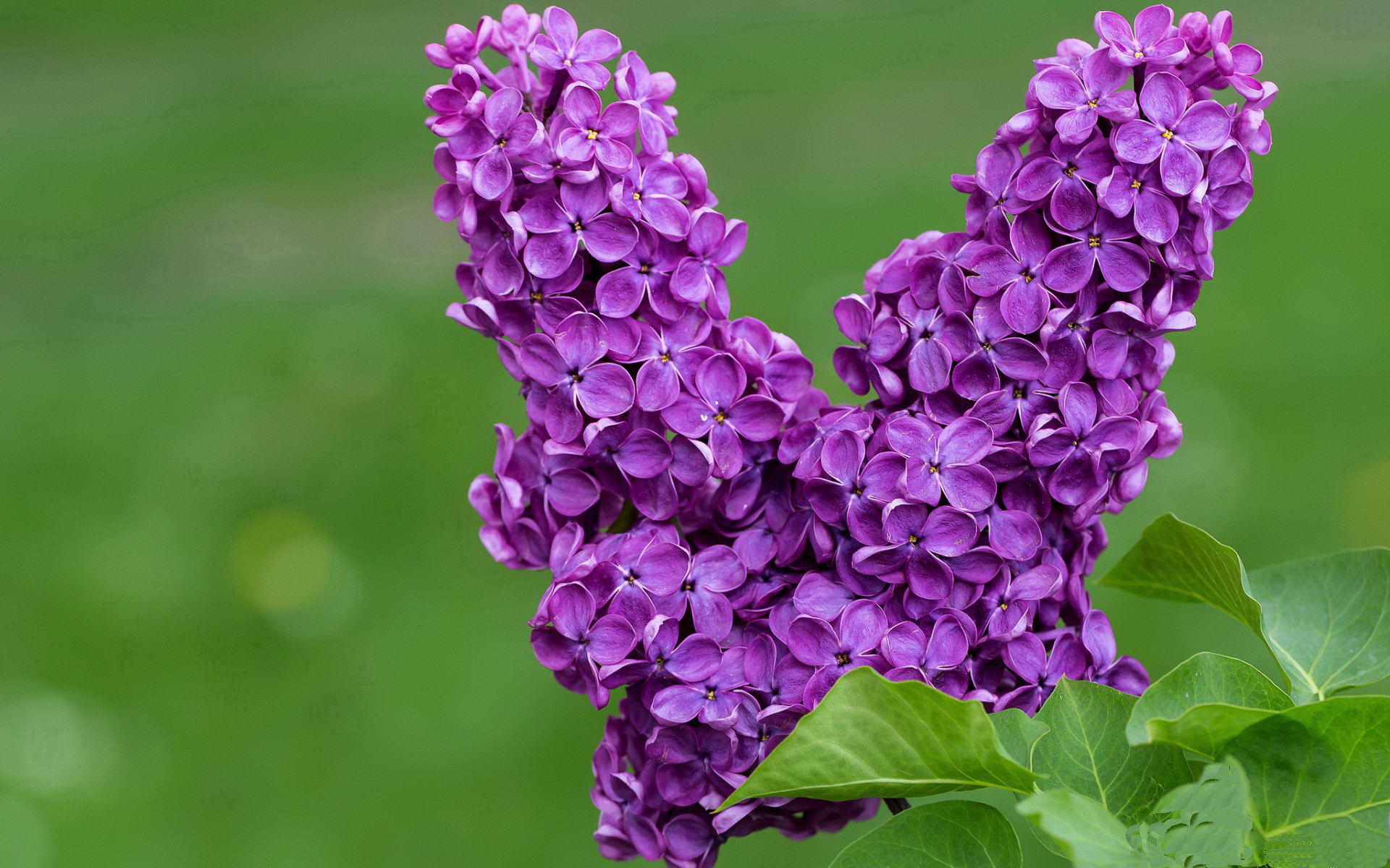 猛龙新援采访谈角色定位，猛龙队球迷